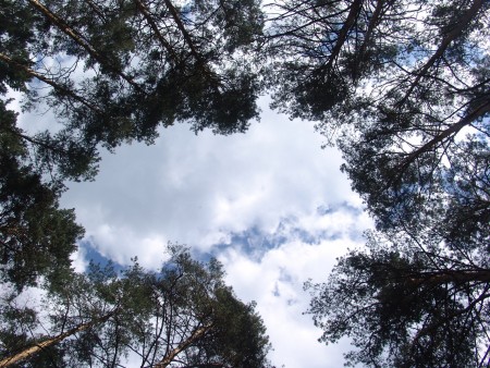 Copas de pinos y cielo